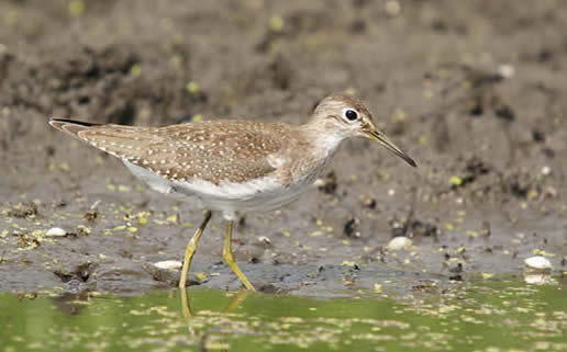 Solitary Sandpiper