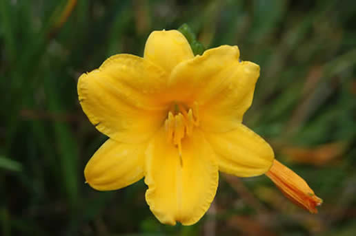 Stella D'Oro
