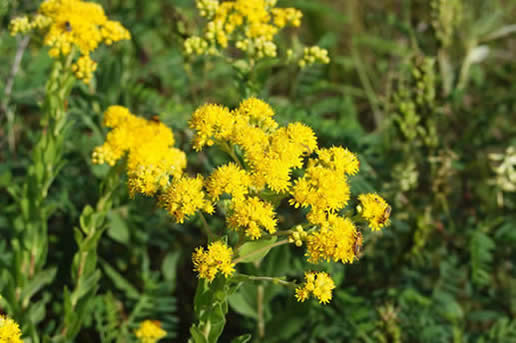 Stiff Goldenrod