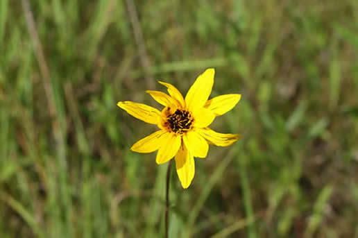 Stiff Sunflower