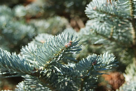 Subalpine Fir