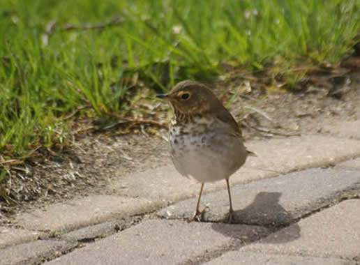 Swainson's Thrush
