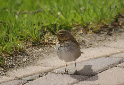 Swainson's Thrush