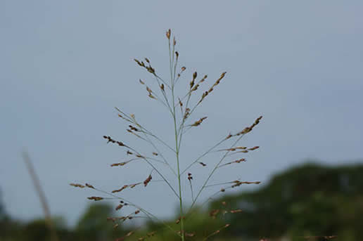 Switchgrass