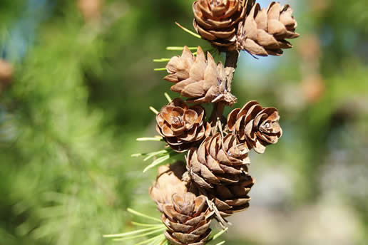 Tamarack