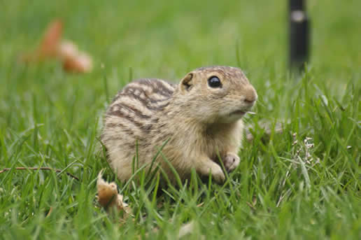 Thirteen-lined Ground Squirrel