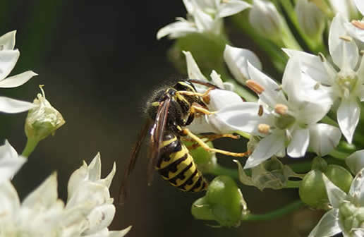 Transition Yellowjacket