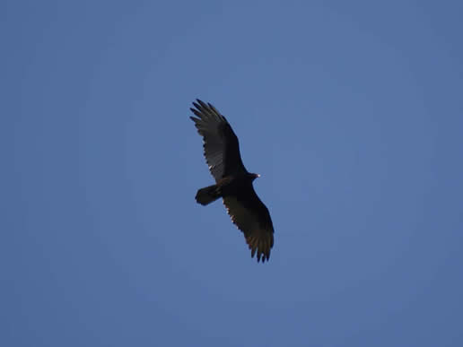 Turkey Vulture