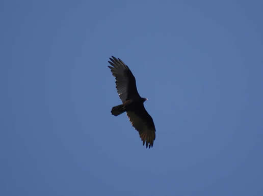 Turkey Vulture