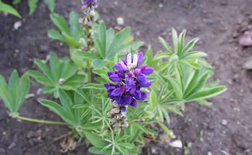 False Indigo