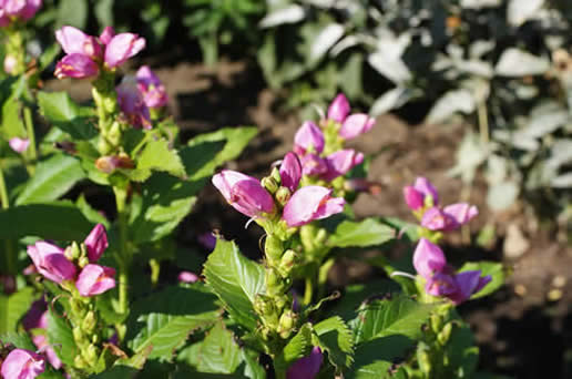 Wallflower