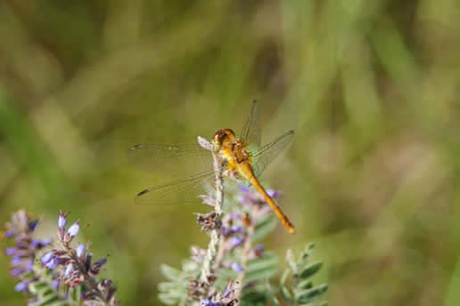 Wandering Glider