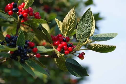 Wayfaring Tree