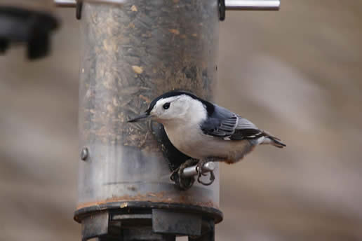 White-breasted Nuthatch