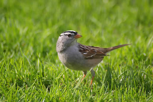 White-crowned Sparrow