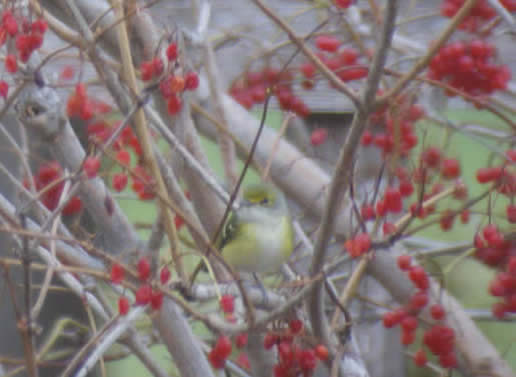 White-eyed Vireo
