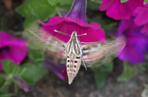 White-lined Sphinx