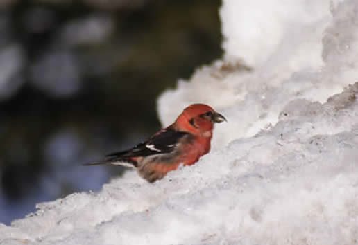 White-winged Crossbill