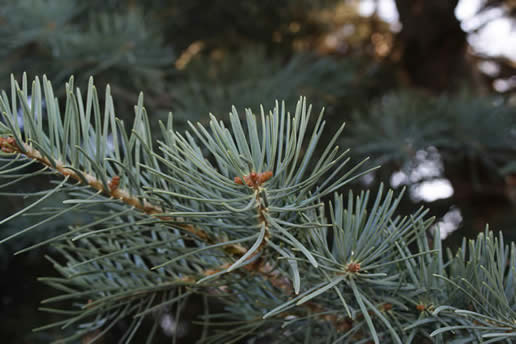 White Fir