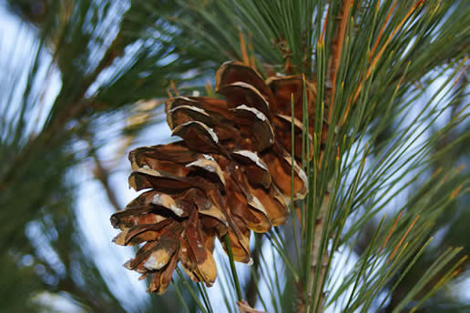 White Pine