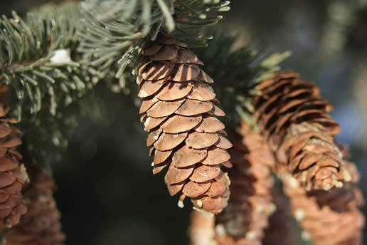 White Spruce