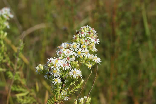 White Upland Aster