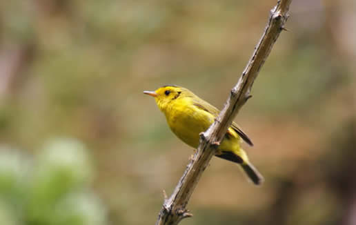 Wilson's Warbler