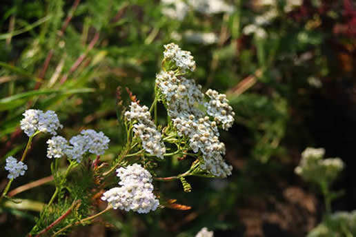 Yarrow