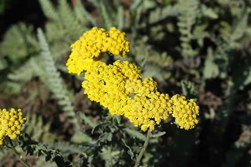Yarrow 'Moonshine'