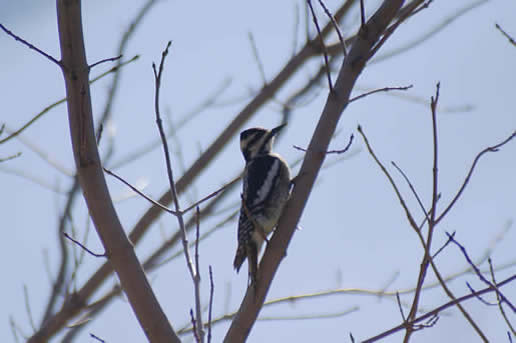 Yellow-bellied Sapsucker