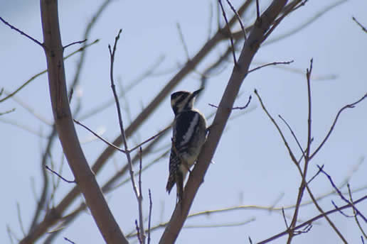 Yellow-bellied Sapsucker