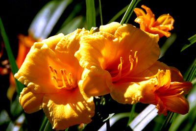  The Evelyn Gardens in Linnaeus Arboretum contain perennial flowers, shrubs, and small trees which provide color and interest throughout the seasons.