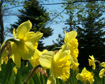  Daffodils from Linnaeus Arboretum