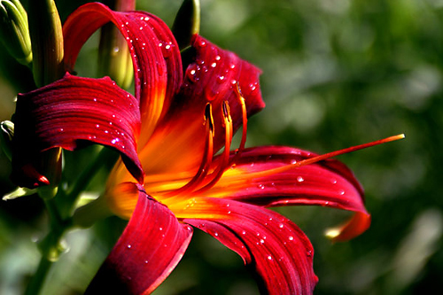  The Evelyn Gardens in Linnaeus Arboretum contain perennial flowers, shrubs, and small trees which provide color and interest throughout the seasons.