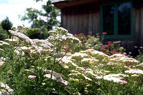  Thornberg Garden in Linnaeus Arboretum provides color from spring-flowering bulbs to chrysanthemums in the fall.