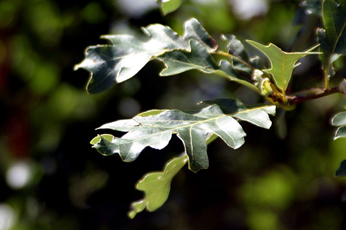  Presidents' Oak Grove in Linnaeus Arboretum