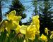  Daffodils from Linnaeus Arboretum