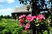  Melva Lind Rose Garden  in Linnaeus Arboretum has nearly 50 rose bushes, selected from Canadian varieties for their ability to withstand Minnesota winters.