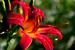  The Evelyn Gardens in Linnaeus Arboretum contain perennial flowers, shrubs, and small trees which provide color and interest throughout the seasons.