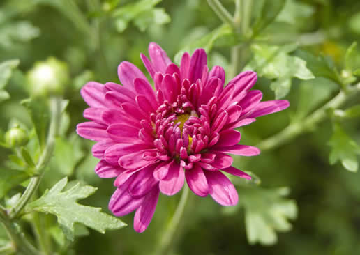 Chrysanthemum 'Lavender'