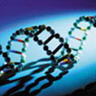 DNA Model
