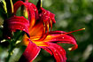 A pretty flower