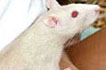 Rat
