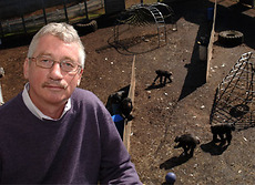 Frans de Waal overlooks a chimpanzee colony. (Photo by Kay Hinton, Emory University)