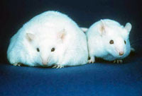 A mouse unable to produce leptin (left) and a normal mouse (right)
