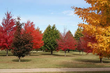 maple