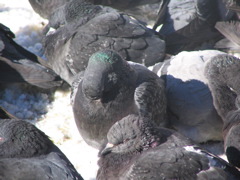 Pigeons!