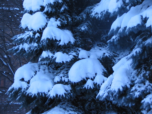 Snowy Pines.