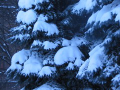 Snowy Pines.