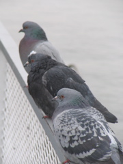 Pigeons cathing a ride on the boat.